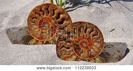 Two Ammonite Halves in Sand