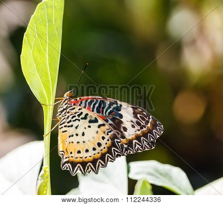 Female Leopard Lacewing (cethosia Cyane Euanthes) Butterfly
