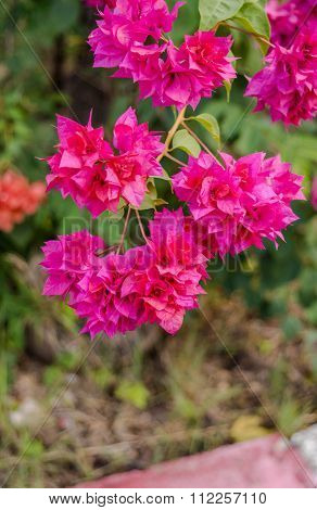 Beautiful Pink Bougainvillea Bunch