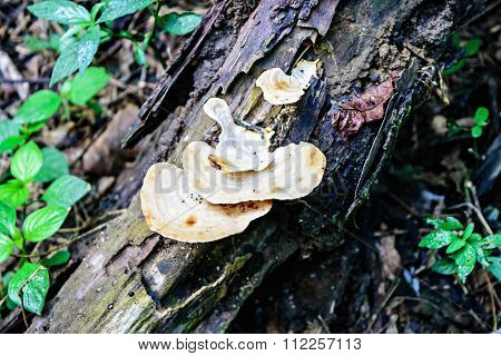 Jungle Mushroom Growing On A Log In The Forest Of Thailand