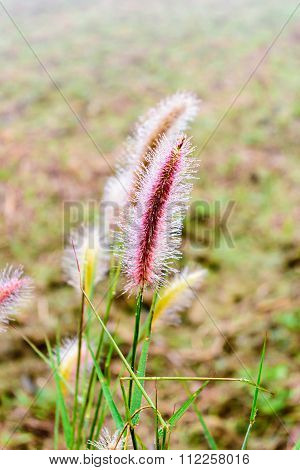 Dew On Poaceae Grass In Thailand