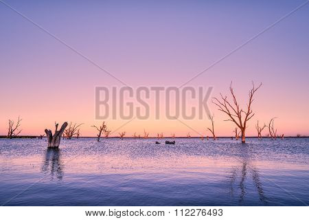 Dead trees in Lake Bonney, SA