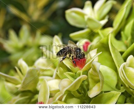 Biene auf Blume