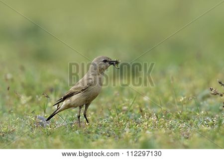 isabelline wheatear