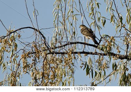 Sharp-shinned Hawk Perched In An Autumn Tree
