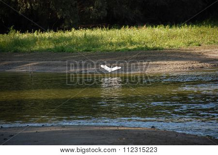 White Heron