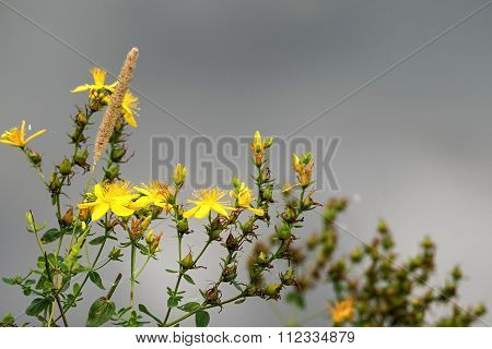 Wild Field Flower Of Yellow Color