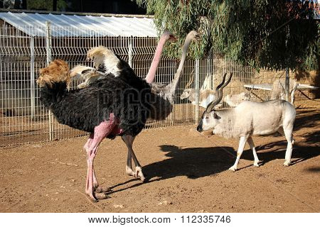 Ostrich