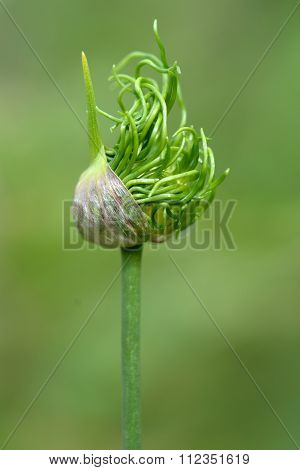 Wild onion (Allium vineale) in bud, about to flower