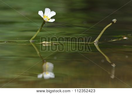 Water crowfoot (Ranunculus sp.) in flower near Bath, UK