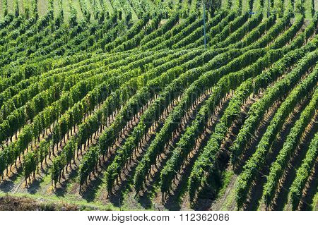 Vineyards In Oltrepo Pavese (italy)