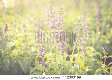 Violet Flower. Vintage Tone.  Blur And Selective Focus.
