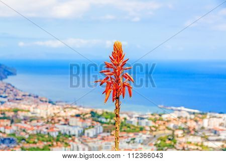 Funchal, Madeira
