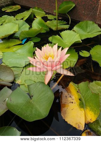 Beautiful Orange Lotus
