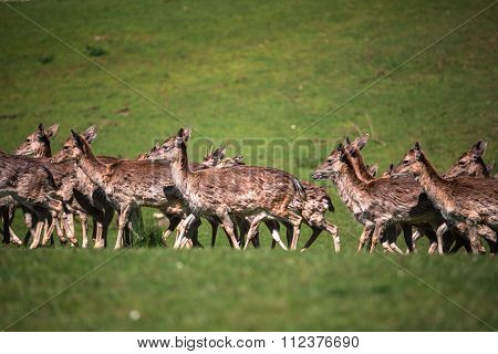 A Summertime View Of A Herd Of Fallow Deers (dama Dama) On The Green Meadow. These Mammals Belong To