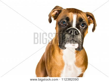 Boxer dog