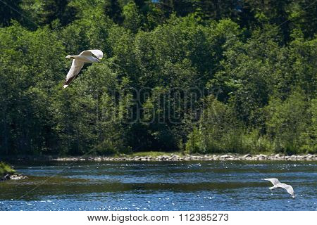 Seagull In Flight
