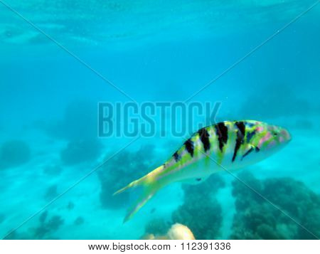 Moorea