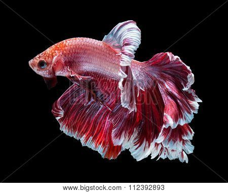 Betta Fish