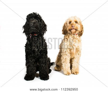 Cockerpoos