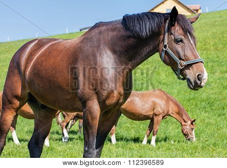 Swiss Warmblut Stallion