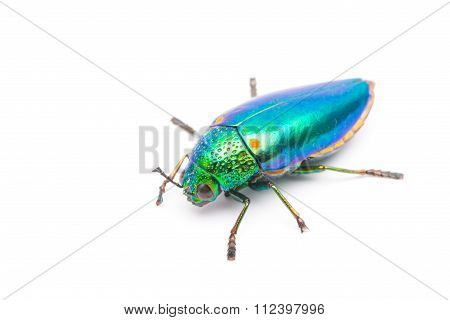 Beautiful Jewel Beetle or Metallic Wood-boring (Buprestid) top view isolated on white background.