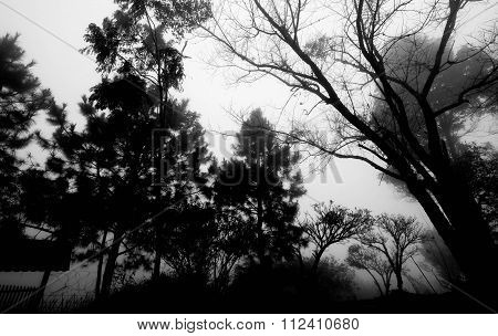 Silhouette trees in the forests with fog in winter