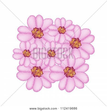 Purple Yarrow Flowers Or Achillea Millefolium Flowers