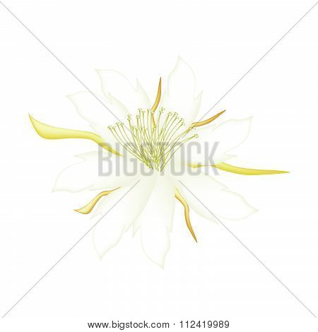 White Equiphyllum Flowers On A White Background