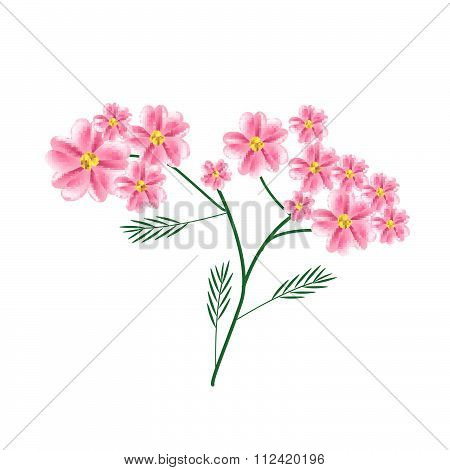 Blossoming Of Old Rose Yarrow Flowers Or Achillea Millefolium Flowers