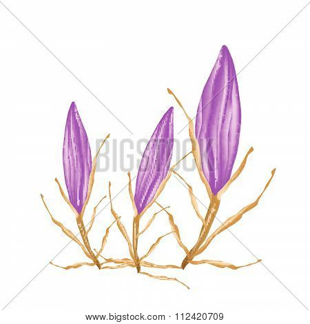 Pink Equiphyllum Flowers On A White Background