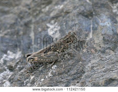 Italian Locust