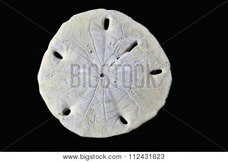 Skeleton collected a sand dollar on the beach in Panama. Bottom view.