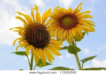 The Beautiful Sunflower
