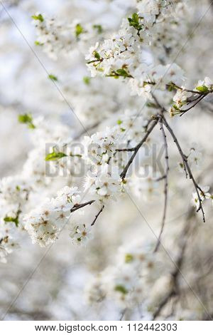 beautiful flowering apple trees. selective focus and bokeh.