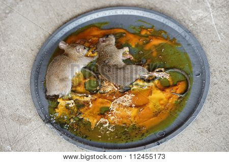 Dirty Rat Captured On Glue Trap Board