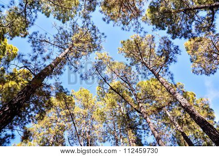 Pine Tree View