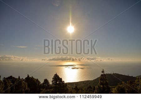 Pine Tree View