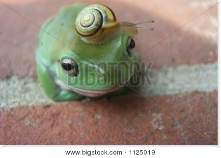 (Crazy) Frosch