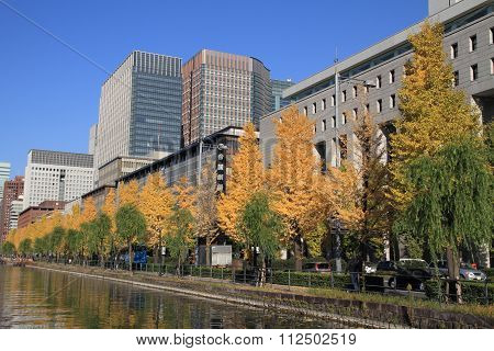 autumn leaves along Hibiya avenue Hibiya Tokyo Japan