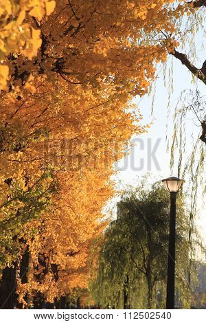 autumn leaves along Hibiya avenue Hibiya Tokyo Japan