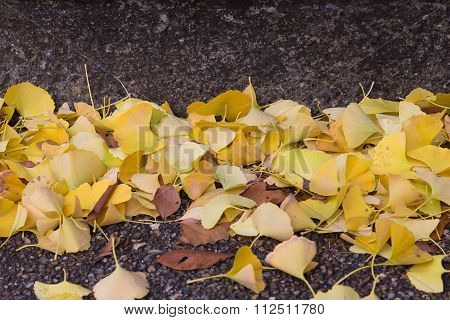 Fallen Ginkgo leaves in autumn