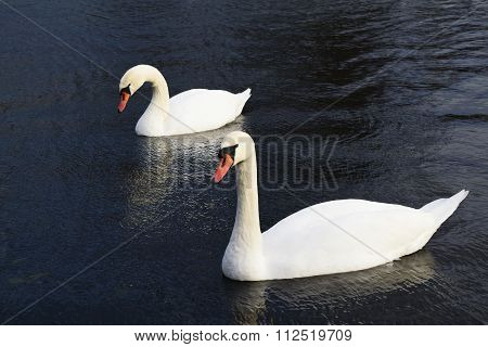 Swans very beautiful very beautiful and unique birds