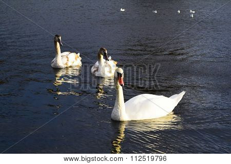 Three Large Beautiful Swan