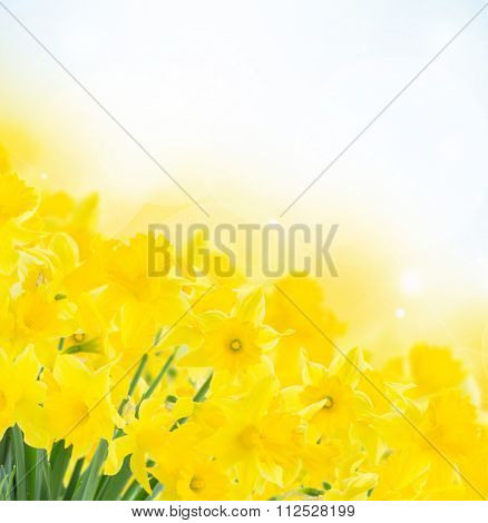 spring narcissus garden