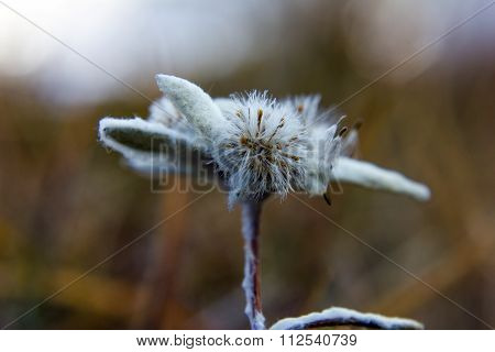 Edelweiss