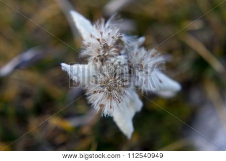 Edelweiss
