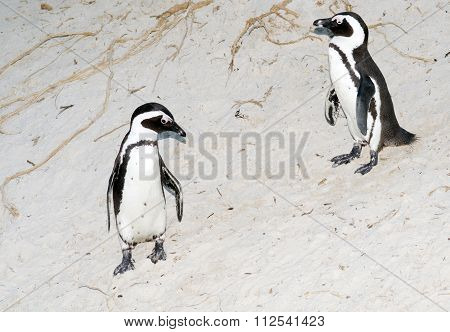 Penguins
