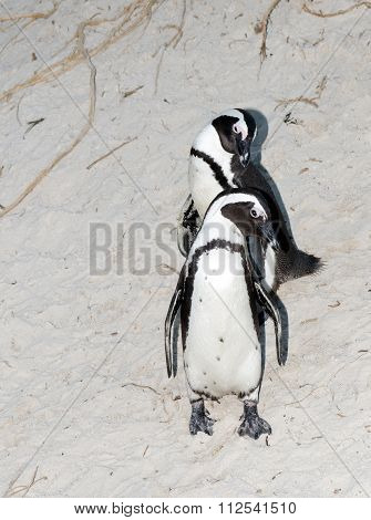 Penguins