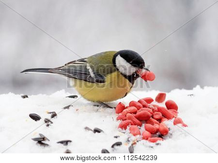 chubby yellow bird is eating nuts in the winter